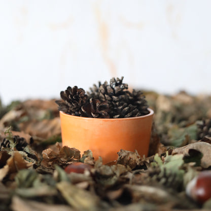 Autumn Edition Mandarin Orange Classic Bowls